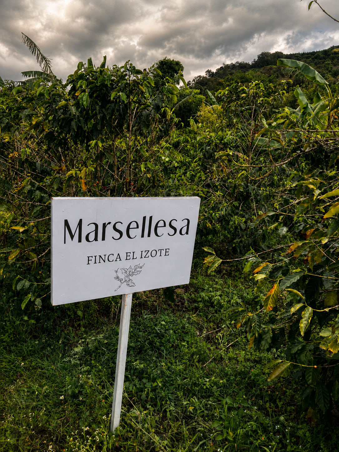 Marsellesa en Finca El Izote, San Pablo Coapan, Veracruz